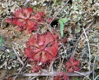 Drosera brevifolia