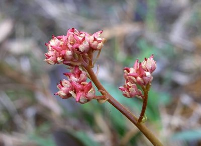 Micranthes texana 