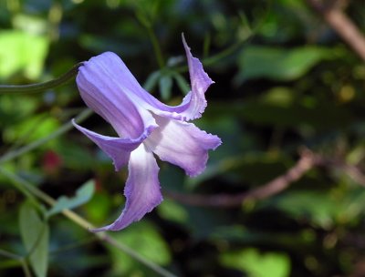 Clematis crispa