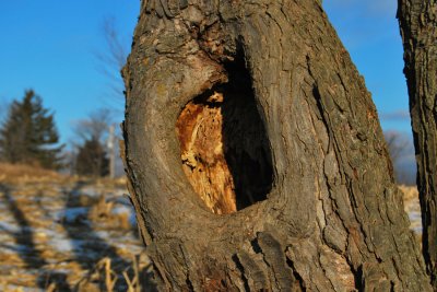 Hole in a Tree