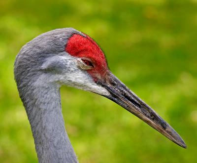 Animals & Insects