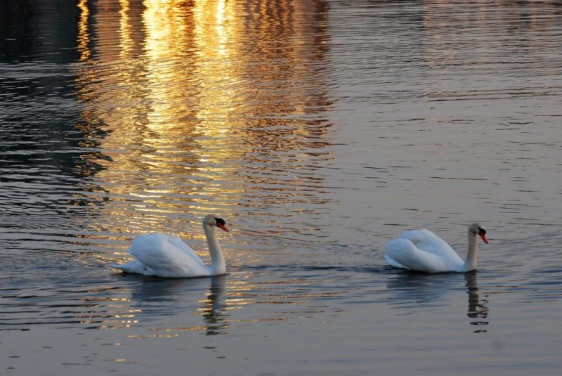Swans in sunrise reflection - Port Credit Marina - March 19-2010.jpg