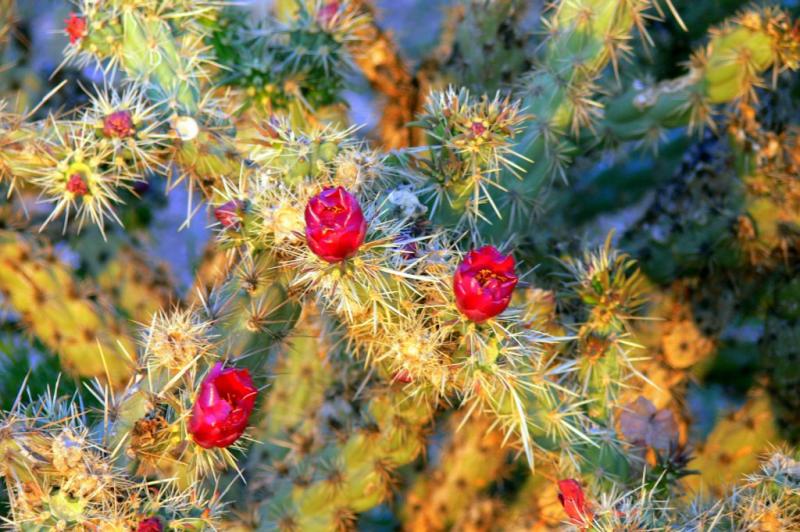 Desert flowers...