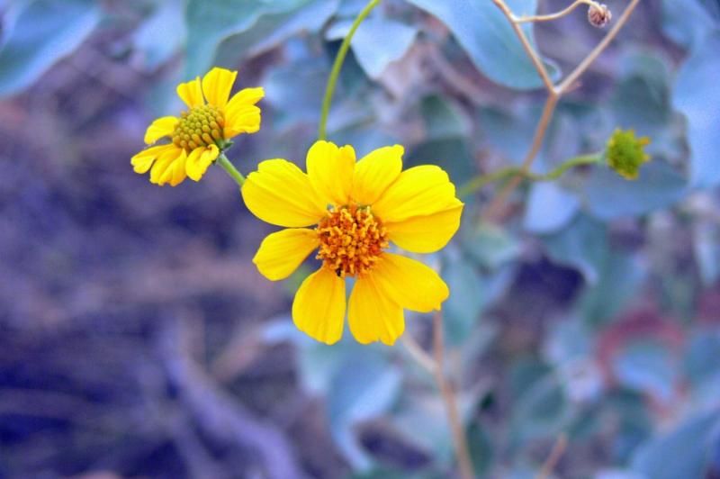 Desert flowers...