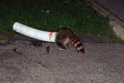 Silly raccoon stuck in a duct tube....