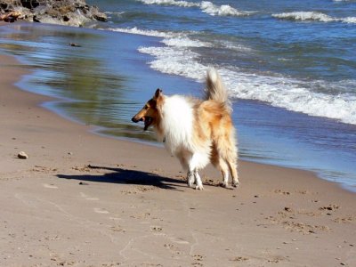 Murray the dog.... having fun on the beach.