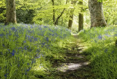 Bluebells