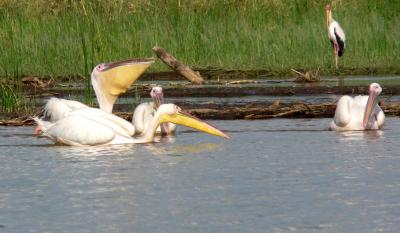 pelicans1.jpg