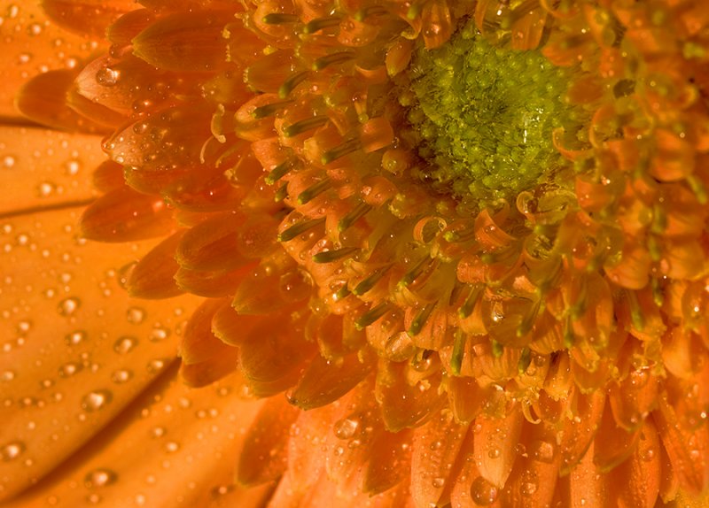 Gerbera Daisy