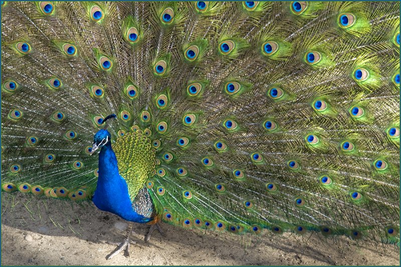Peacock Display