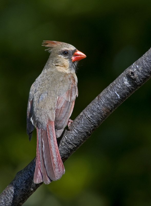 Female, Northern Cardinal (Cardinalis cardinalis)