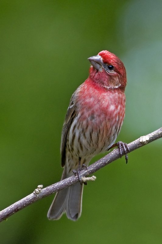 House Finch (Carpodacus mexicanus)