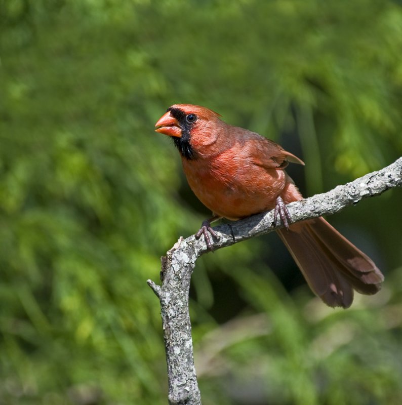 red Northern Cardinal