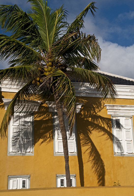 caribbean palm