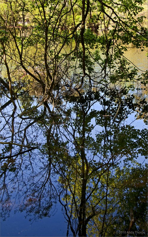 branches in the river