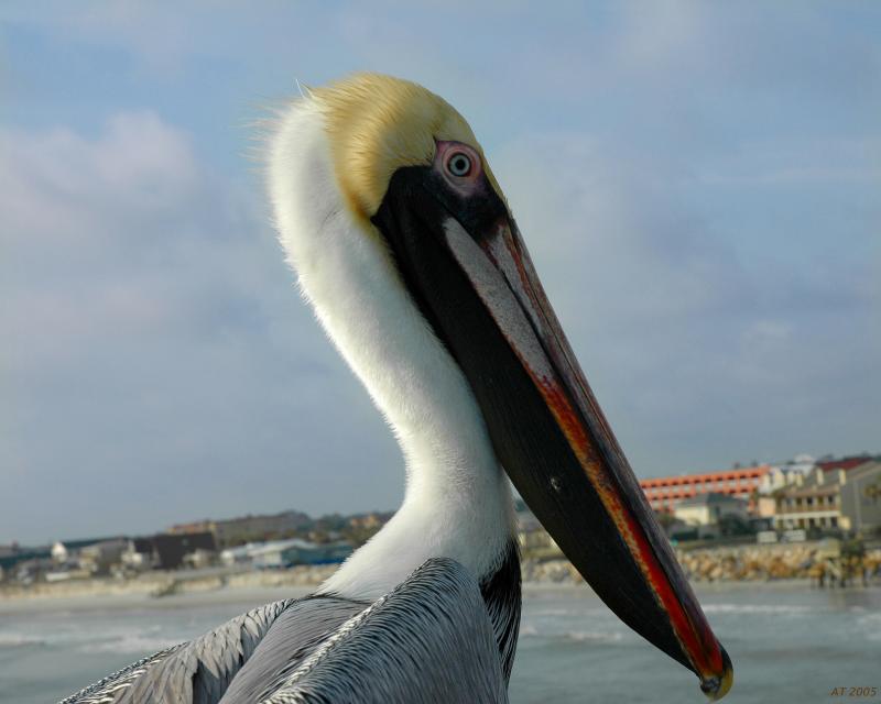 pelican head