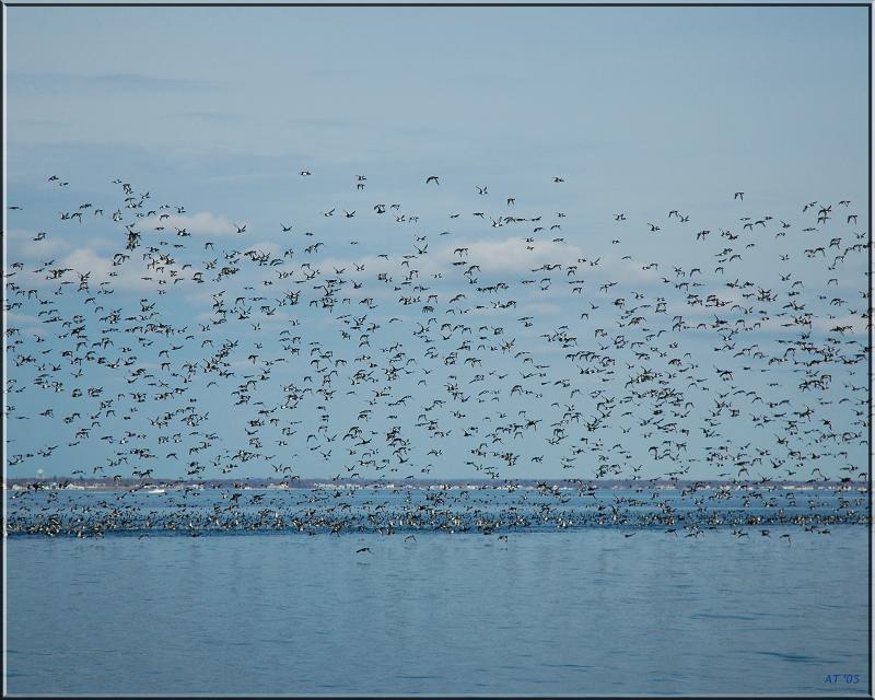 Birds on the bay