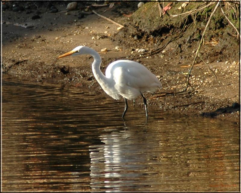 egret