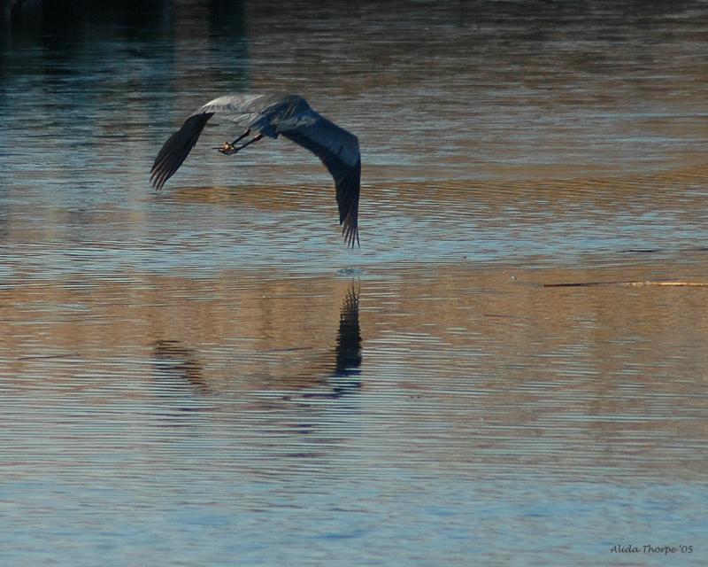 flying Great Blue Heron