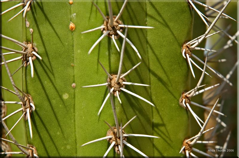 Don't touch! (Cactus spikes)