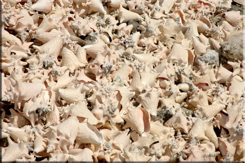 Conch Shells by the Hundreds