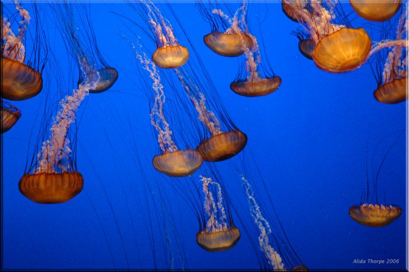 jellyfish at the Monterey Aquarium