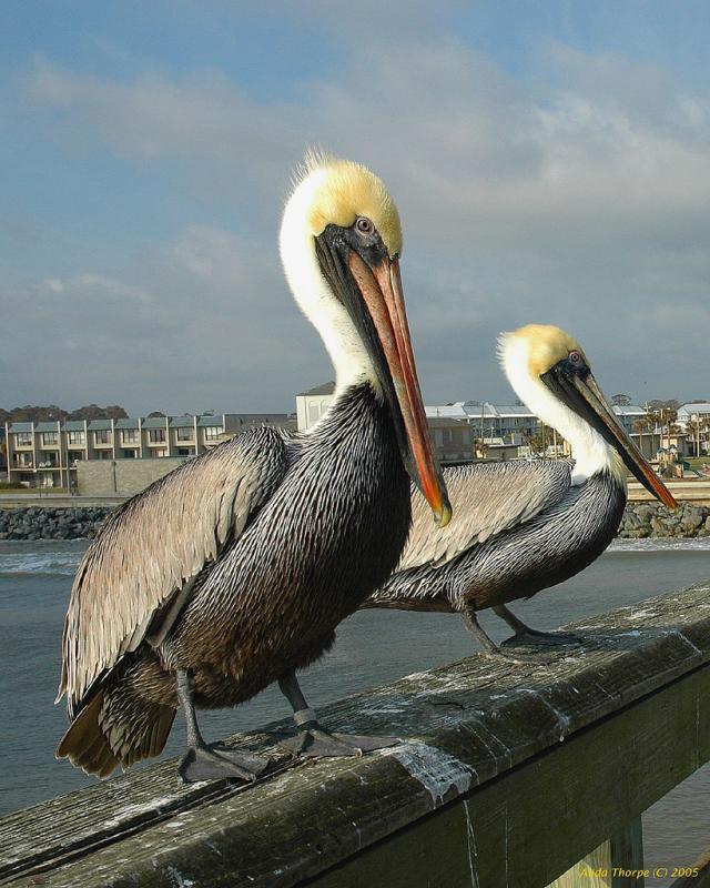 Florida's Brown Pelicans