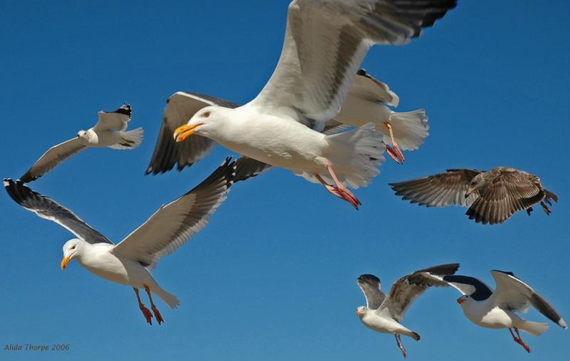 gulls on the rampage