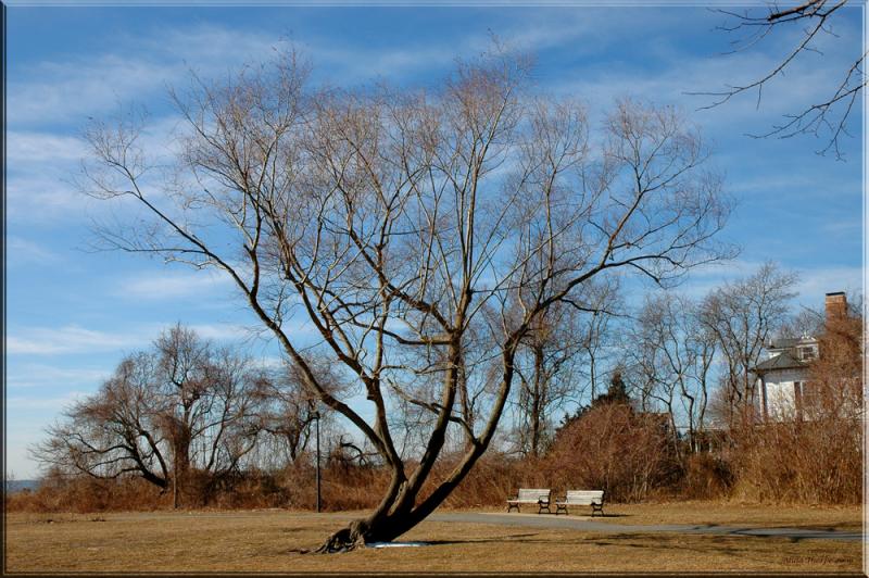 the lonely tree