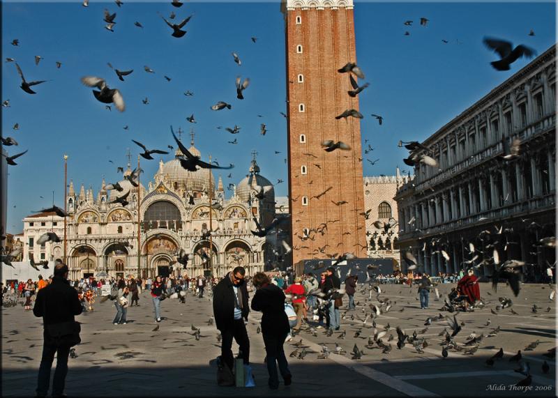 Pigeons in Piazza d. San Marco