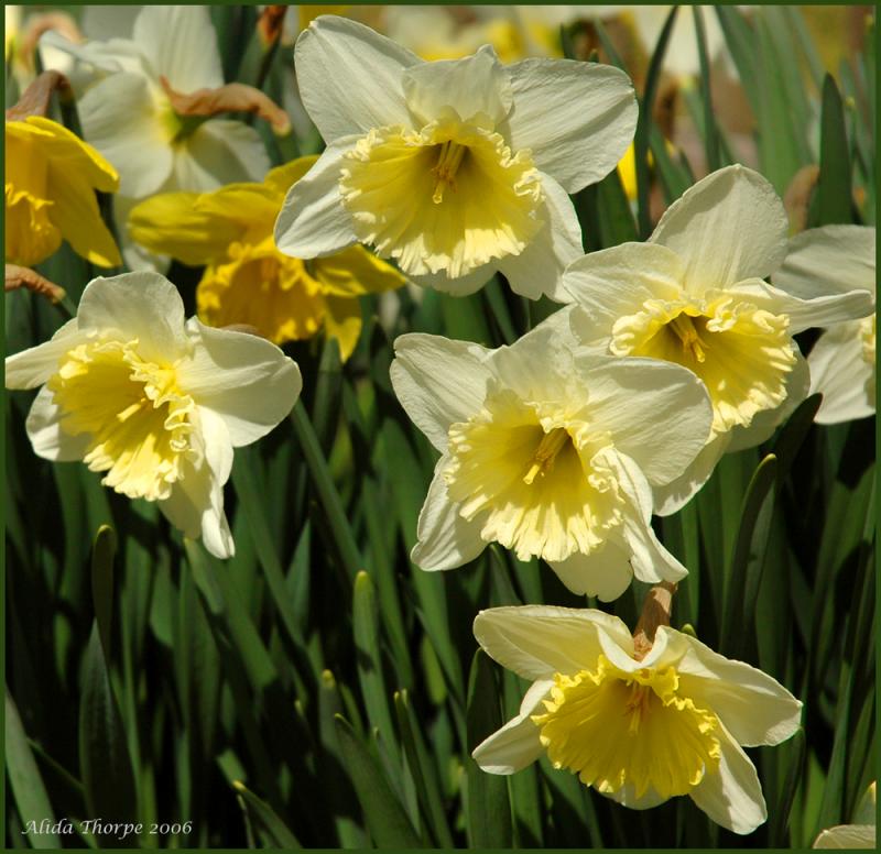 daffodils in Spring