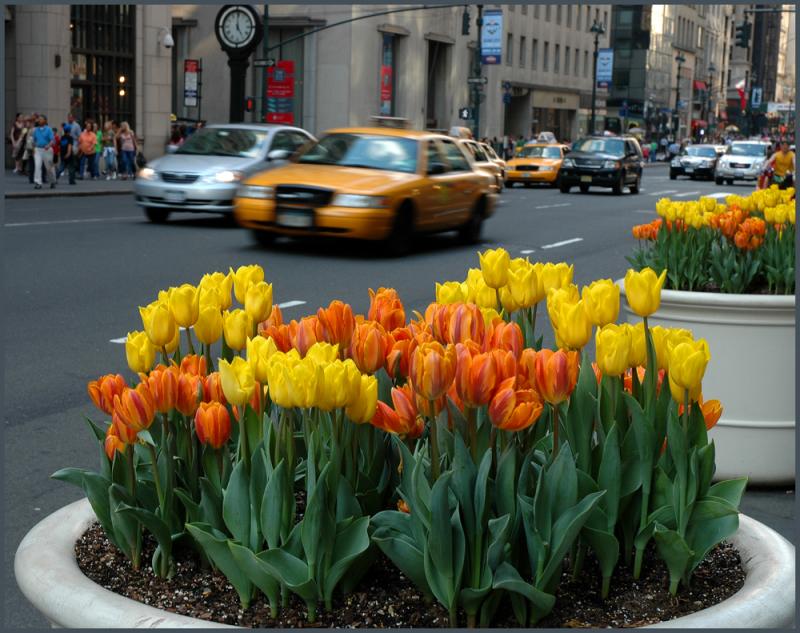 Tulips in Containers in NYC