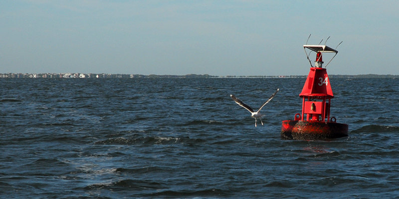 red buoy and the gull