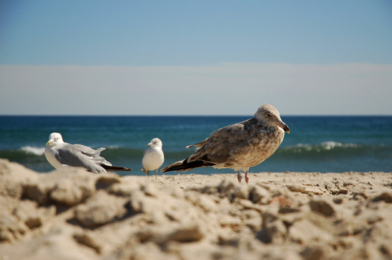 three gulls at the beach