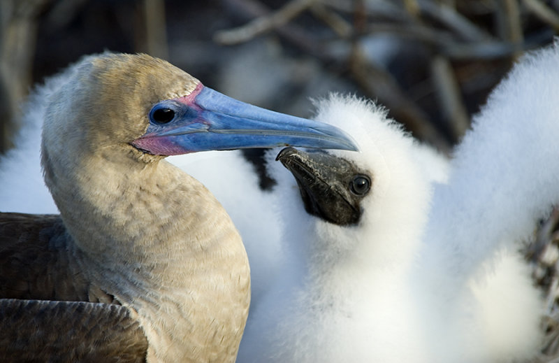 Redfooted Booby with Chick