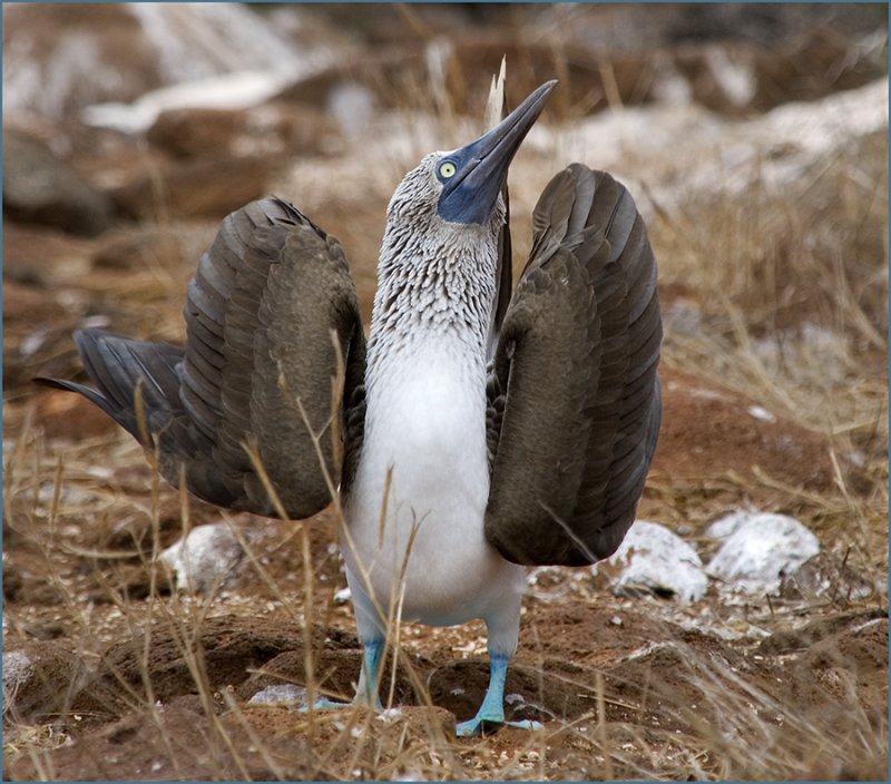 Blue-footed Booby Dance