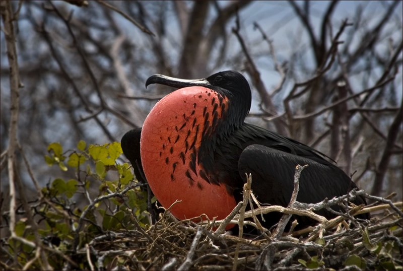 Frigate Bird profile