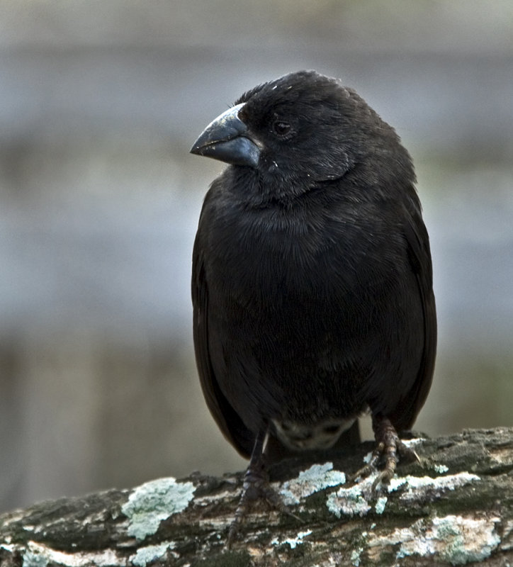 feathery black