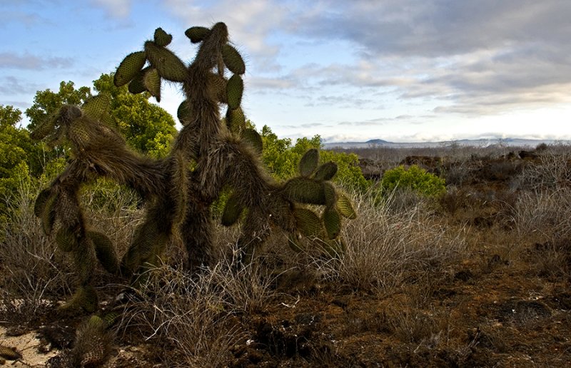 Cacti of Las Bachas
