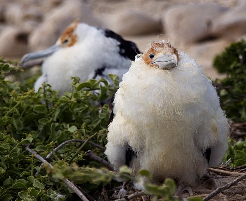 newborn frigate birds