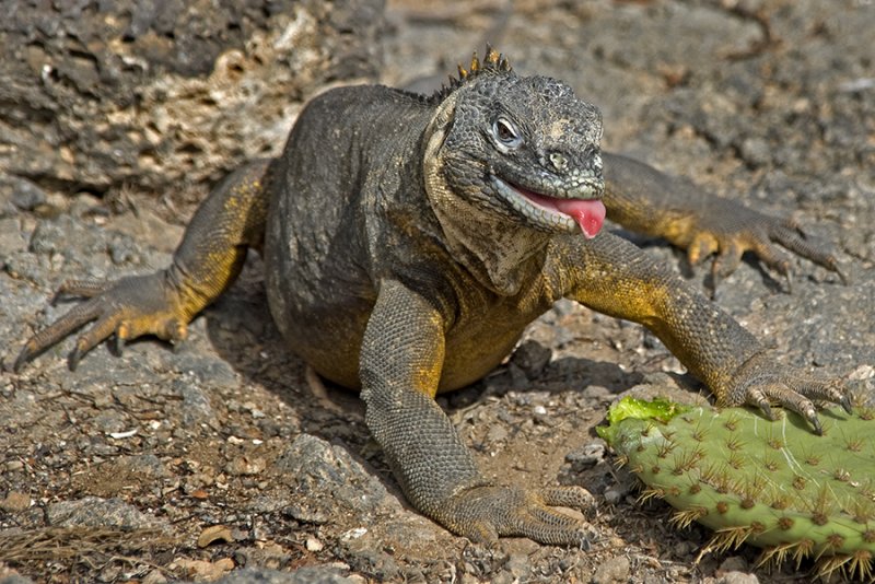 iguana full