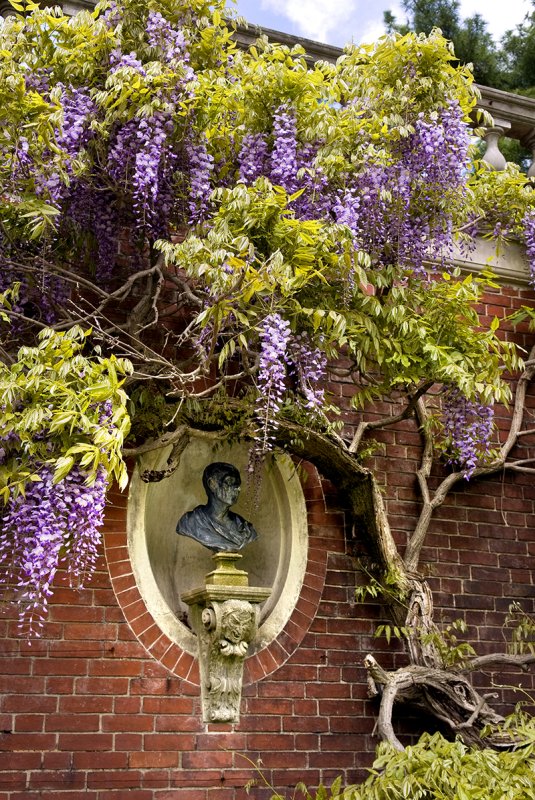 wisteria at Westbury Gardens