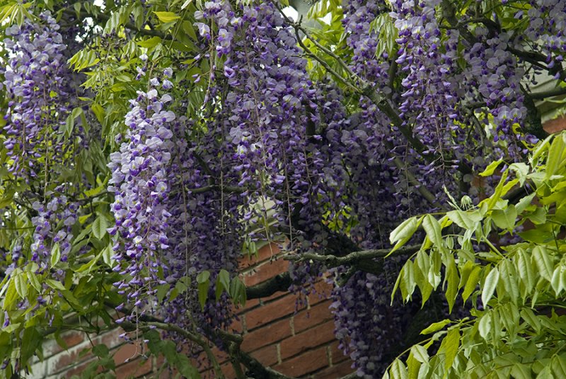 wisteria at Westbury Gardens