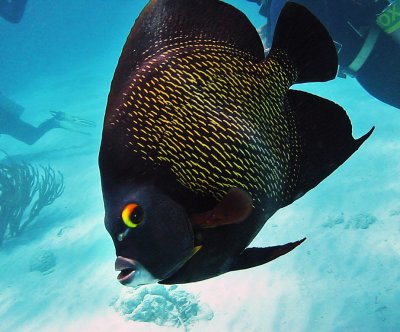 French Angelfish