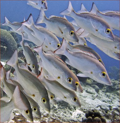 mahongony snappers (Lutjanus mahogoni)