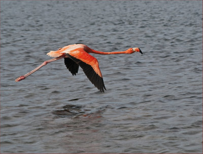 flamingo flight