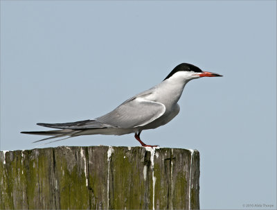 Tern