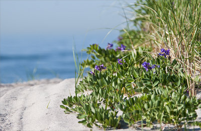 purple beach peas