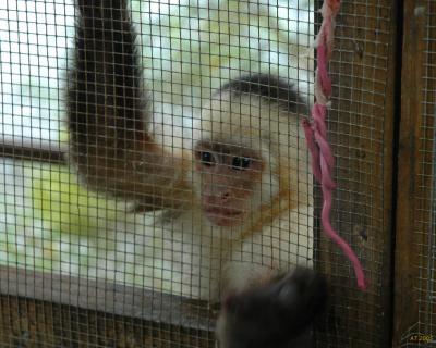 monkey