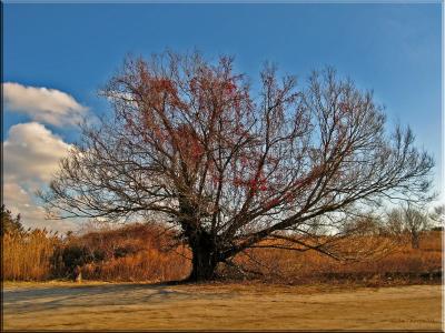 Timber Point